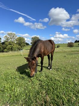 Absetzer Hengst Fohlen Warmblut Mix, Tanja Hochhaus , Horses For Sale, Schwarzenberg