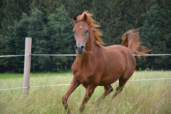 Aziz El Dine, Stefanie Schindler, Horses For Sale, Moosdorf