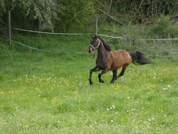 Baden-Würrtemberger Wallach 6j., Lea, Horses For Sale, Donaueschingen
