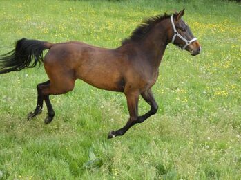 Baden-Würrtemberger Wallach 6j.