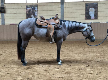 Top Nachwuchspferd, Kerstin Rehbehn (Pferdemarketing Ost), Horses For Sale, Nienburg