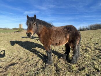Bagira, liebe Ardennerstute