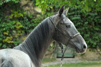 Ausgeglichener Ruhiger Hengst, Elisabeth Kögl, Horses For Sale, Bruck/Leitha