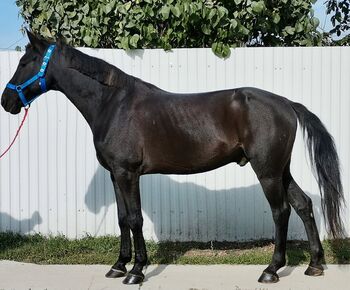 🖤Balck Jack 🖤Neues zu Hause such, Nagy Horses , Pferd kaufen, Mezőberény 