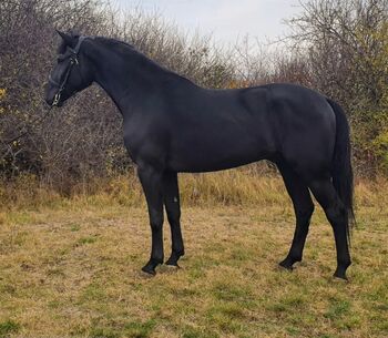 Bálvány – Reliable, Kind & Versatile Hungarian Sport Horse