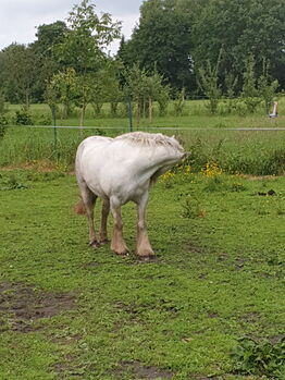 Barbiepony, minitinker, beisteller