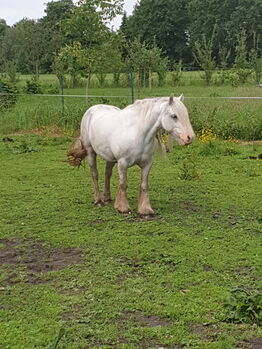 Barbiepony, minitinker, beisteller, Einfach ich, Horses For Sale, Weener
