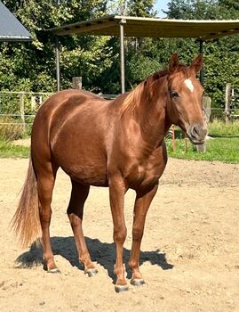 Sehr gut entwickelte, absolut liebe Quarter Horse Stute, Kerstin Rehbehn (Pferdemarketing Ost), Konie na sprzedaż, Nienburg