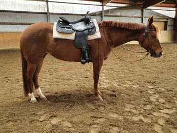 Sehr brave, gut gerittene Quarter Horse Stute von Imagimotion, Kerstin Rehbehn (Pferdemarketing Ost), Konie na sprzedaż, Nienburg