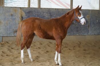 Super braver, doppelt registrierter Quarter Horse/Paint Horse Jährling, Kerstin Rehbehn (Pferdemarketing Ost), Konie na sprzedaż, Nienburg