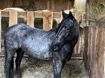 sehr lieber Criollo Wallach in blue roan, Kerstin Rehbehn (Pferdemarketing Ost), Konie na sprzedaż, Nienburg