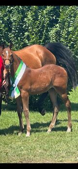 Sehr schicke und springtalentierte Jährlingsstute zu verkaufen