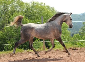 Sehr lieber Vollblutaraber 5 Jahre, Tina Amann, Konie na sprzedaż, Freiamt