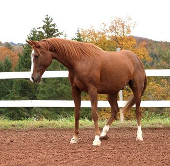 Sehr lieber und bildschöner Vollblutaraber