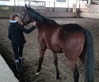 Ganz lieber Wallach, Pferd , 4 Jahre alt