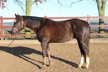 Sehr lieber Quarter Horse Wallach von Shiners Voodoo, Kerstin Rehbehn (Pferdemarketing Ost), Konie na sprzedaż, Nienburg