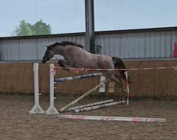 Sehr liebe Reitpony Stute