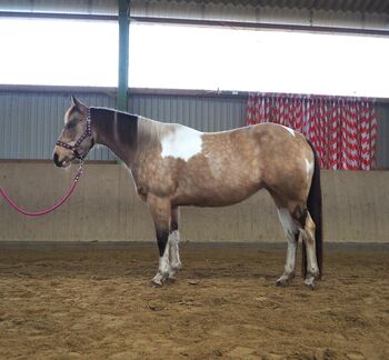 Bildhübsche, kräftige Paint Horse Stute in toller Farbe, Kerstin Rehbehn (Pferdemarketing Ost), Konie na sprzedaż, Nienburg