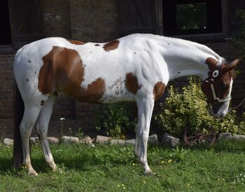sehr lieber, bildhübscher Paint Horse Wallach, Kerstin Rehbehn (Pferdemarketing Ost), Konie na sprzedaż, Nienburg