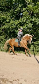 Sehr zuverlässige Warmblutstute, Pavel Cernik, Konie na sprzedaż, Litomysl
