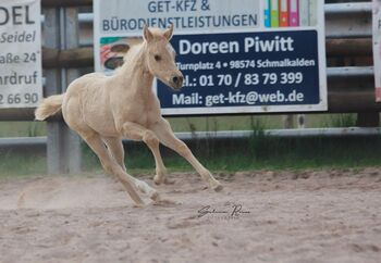 sehr typvoller Paint Horse Stutabsetzer von Dun It For Whizkey, Kerstin Rehbehn (Pferdemarketing Ost), Konie na sprzedaż, Nienburg