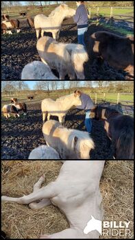 Sehr zutraulicher Quarterpony Hengstjährling sucht liebevolles Zuhause, A.Kresse , Konie na sprzedaż, Albersdorf 