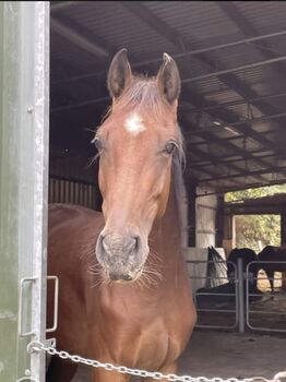 Sehr charmanter ehrlicher dreijähriger Wallach sucht Top-Zuhause