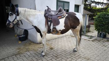 Barefoot Arizona Nut oder Missoula Nut Gr. 2, Barefoot Arizona Nut oder Missoula Nut, Katharina Tataruch , Treeless Saddle, Wien, Landstraße