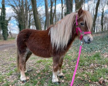 Kinderpony, Marcelle Lejeune, Horses For Sale, Heusden-Zolder