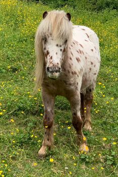 Kinderliebe Ponys zu verkaufen