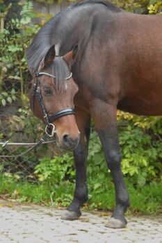 Kindergeeignetes Verlasspony sucht neuen Wirkungskreis, F.L, Horses For Sale, Würzburg