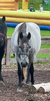 Baro, 6 jähriger ungarischer Wallach, Irina, Horses For Sale, Dürrenthal
