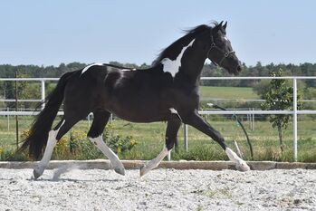 Barock Pinto Deckhengst