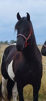 Barockpinto  Stute, Weber, Horses For Sale, Lachendorf 