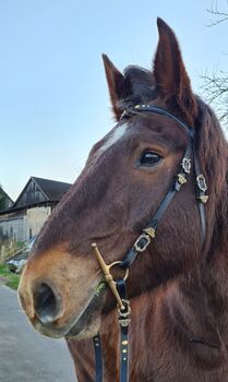 Barock Trense schwarz, Christine, Bridles & Headstalls, Rösrath