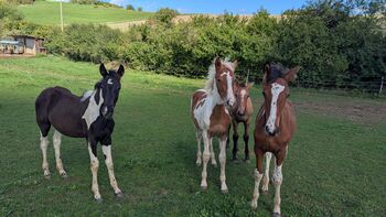 Barockpinto, Jährlinge , Hengst , Stute