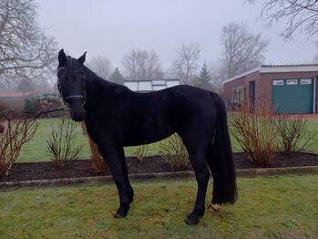 Barockpinto Stute, B.M., Horses For Sale, Großheide