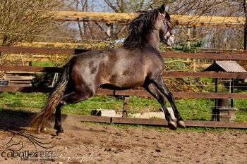 Barocker, bewegungsstarker PRE Hengst - TOP Pedigree