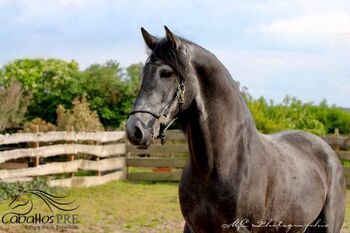 Barocke Schönheit - 1.69 m - Basis geritten - Bewegungsstark, Thomas Adams (Caballos PRE), Horses For Sale, Bell