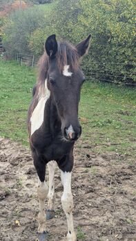 Barockpinto, Jährlinge , Hengst , Stute, Manu, Horses For Sale, Engen