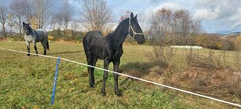 Barockpinto Junghengst