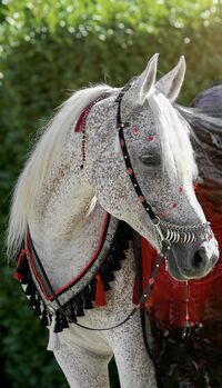 Barockes Show-Set, Steffi, For Horses, Kaiseraugst 