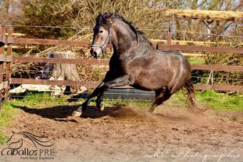 Barocker, bewegungsstarker PRE Hengst - TOP Pedigree, Thomas Adams (Caballos PRE), Horses For Sale, Bell