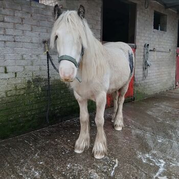 Batman - our young gelding for loan must be experienced as horse has been turned away from work 12hh, Izzy, Horses For Sale, Glasgow