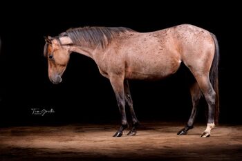 bay roan farbene, kompakte Quarter Horse Stute, Kerstin Rehbehn (Pferdemarketing Ost), Pferd kaufen, Nienburg