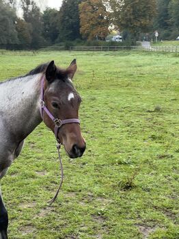 Bay roan Quarter Horse Hengst für Reining/Allround