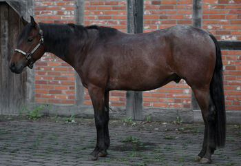 Bay Roan Youngster mit Top-Abstammung und viel Potenzial, Kerstin Rehbehn (Pferdemarketing Ost), Horses For Sale, Nienburg