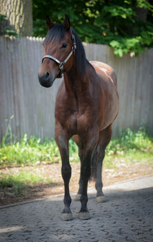 Bay Roan Youngster mit Top-Abstammung und viel Potenzial