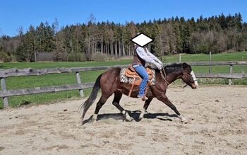 Bay splash farbener Quarter Horse Hengst