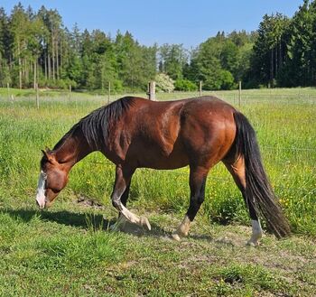 Bay splash farbener Quarter Horse Hengst, Kerstin Rehbehn (Pferdemarketing Ost), Horses For Sale, Nienburg